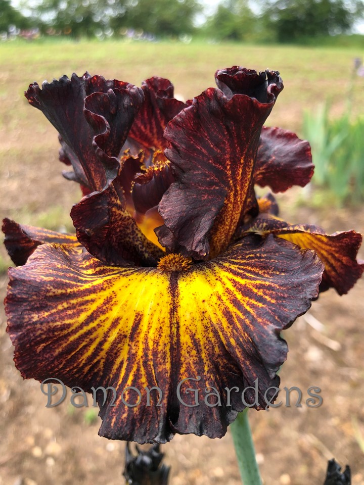 Iris Tuscan Summer